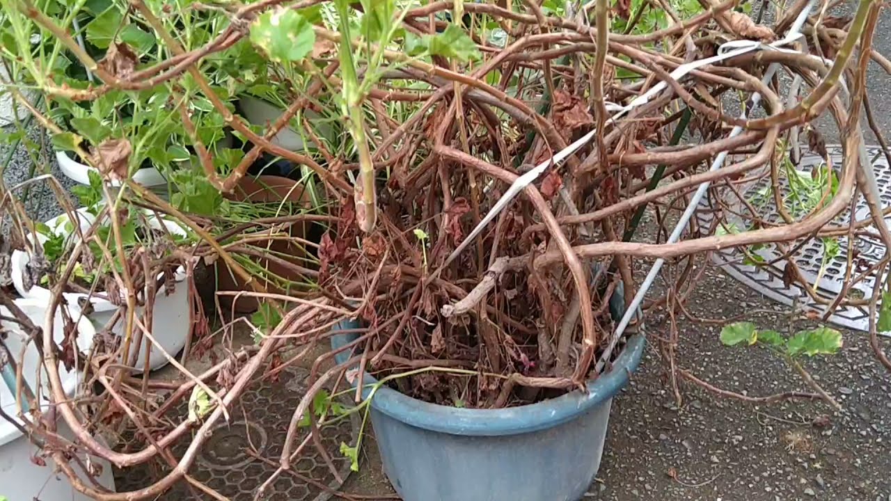 ゼラニウムの植え替えではなく？、挿し木です。