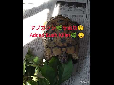NOKONOKO🐢と僕は運命共同体だと思います💕　　　　　　　　　　　　　　I think NOKONOKO🐢 and I share the same destiny💕