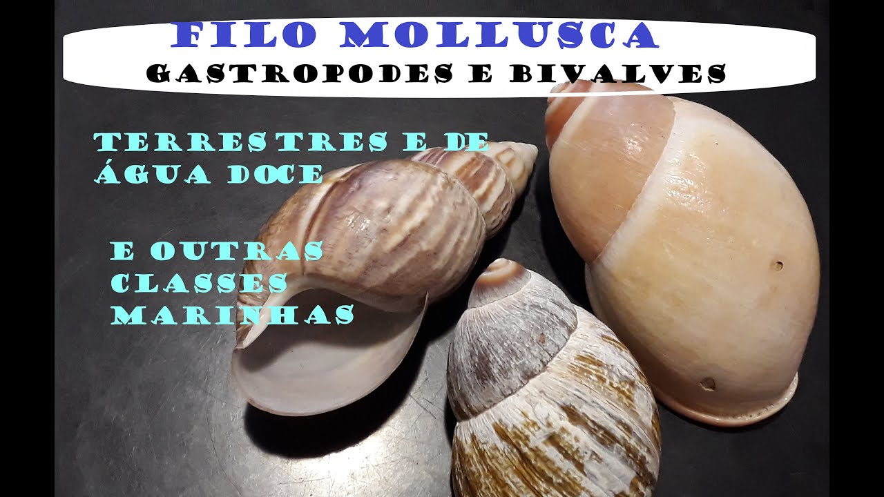 Coleção Gastrópodes/Bivalves, terrestres e água doce (Land and Freshwater) e outras classes marinhas