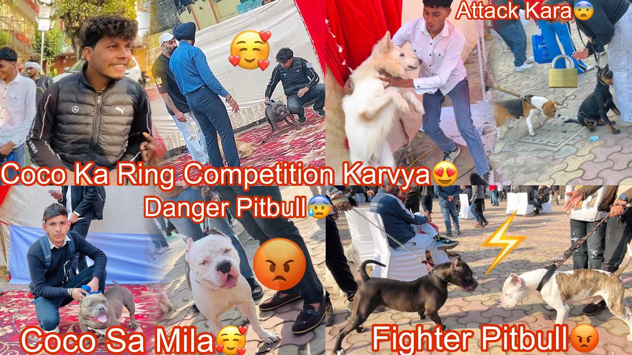 Delhi Dog Show Ma Ritik Sa Mila🥰|Coco Ka Ring Competition Karvi😍| Fighter Pitbull Ki Fight Ho Gye😡
