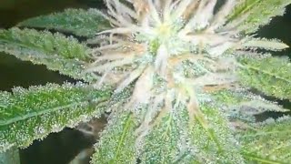 My Grow Journey Part 3
