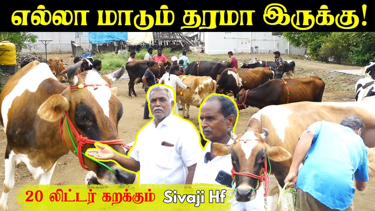 20 லிட்டர்  கறக்கும் Sivaji hf | எல்லா மாடும் தரமா இருக்கு! best hf dairy farm in salem, tamilnadu