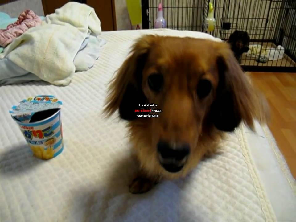じゃがりこを日本一美味しく食べる犬 Youtube