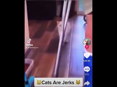 Cats Are Jerks😼😭😼😭