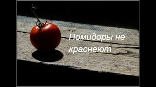 Почему помидоры не краснеют//Что нужно сделать