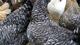 TAJIRIKA NA UFUGAJI WA KUKU:AINA BORA YA KUKU
