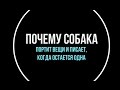 Почему собаки портят вещи и писают, когда остаются дома одни