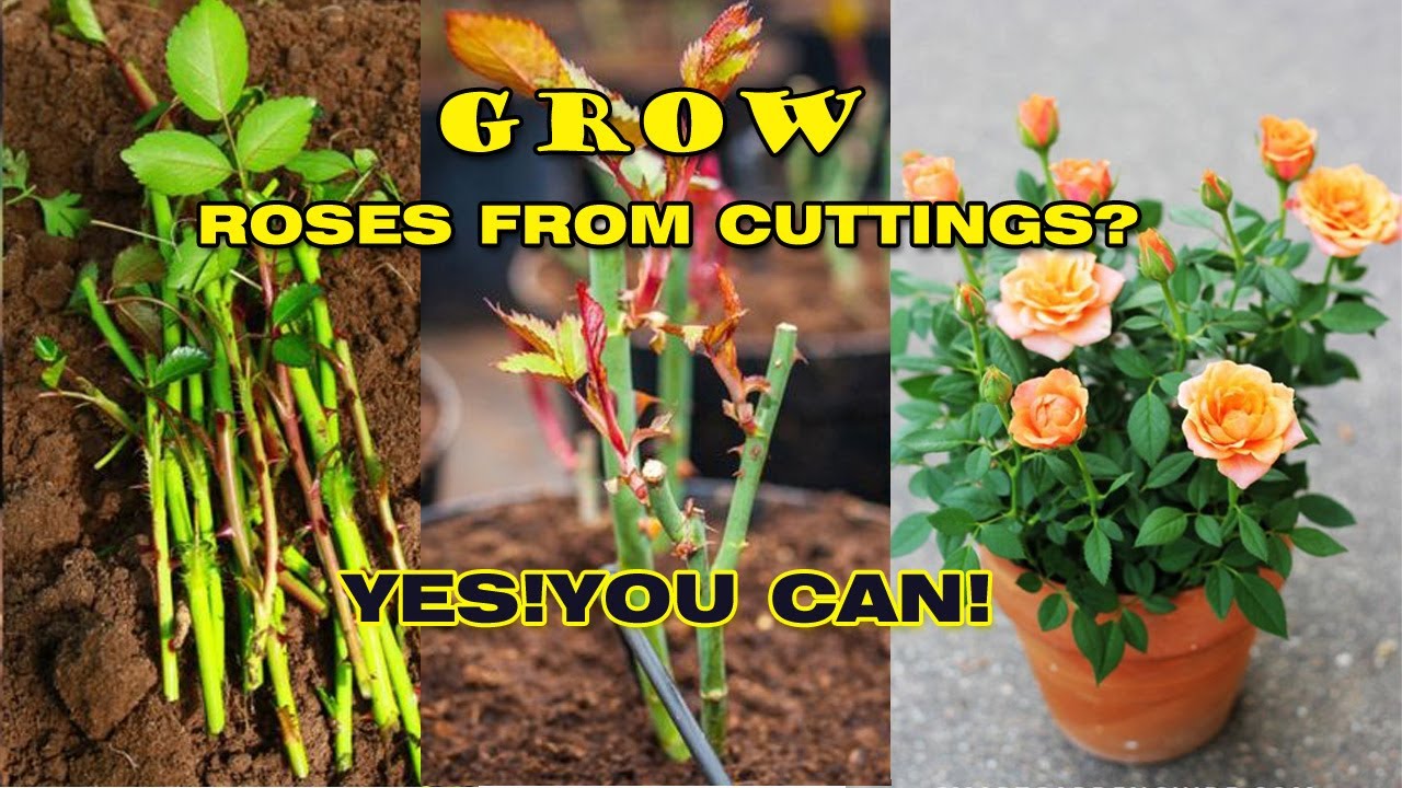 How to grow roses from cuttings 