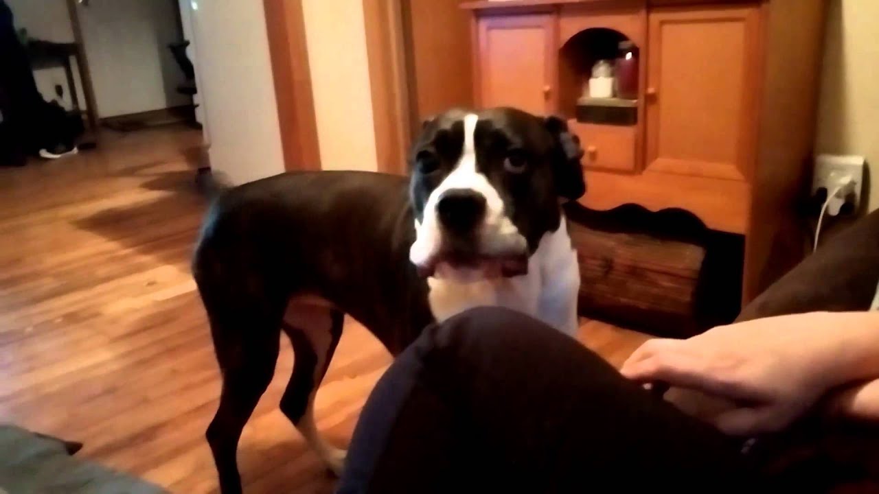 Boxer Dog Talking and Crying (Funny) 2014 YouTube