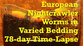European nightcrawler worms in various bedding FAST TIME-LAPSE - vermicompost