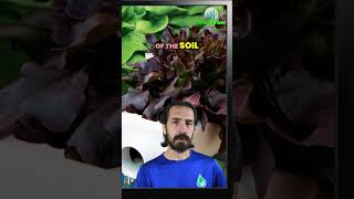 Flushing Plants Causes Deficiencies?
