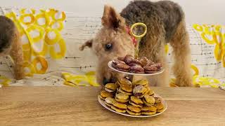 Sharing macarons(for dogs) by Lenny and Martin 997 views 1 year ago 2 minutes, 10 seconds