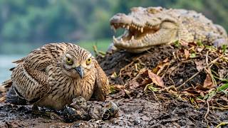 This Tiny Bird Raises Her Baby Next To A Crocodile And Works | Full Life Cycle Egg To First Flight