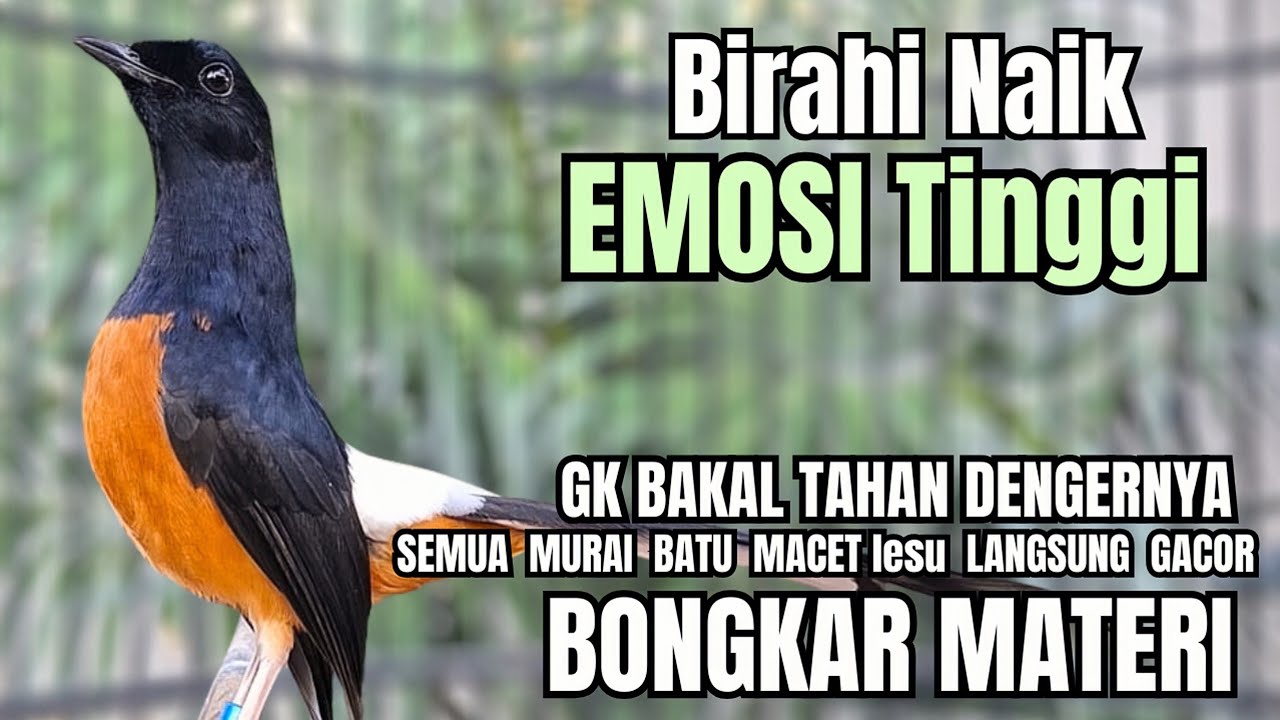 PANCINGAN murai Batu FIGHTER NEMBAK ISIAN GANAS !! Semua murai batu macetpun dengar ini AUTO NYAUT