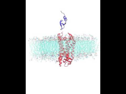 Video: Wat is cellulaire binding?