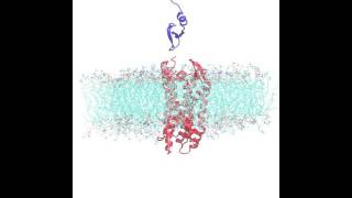 Protein-protein binding