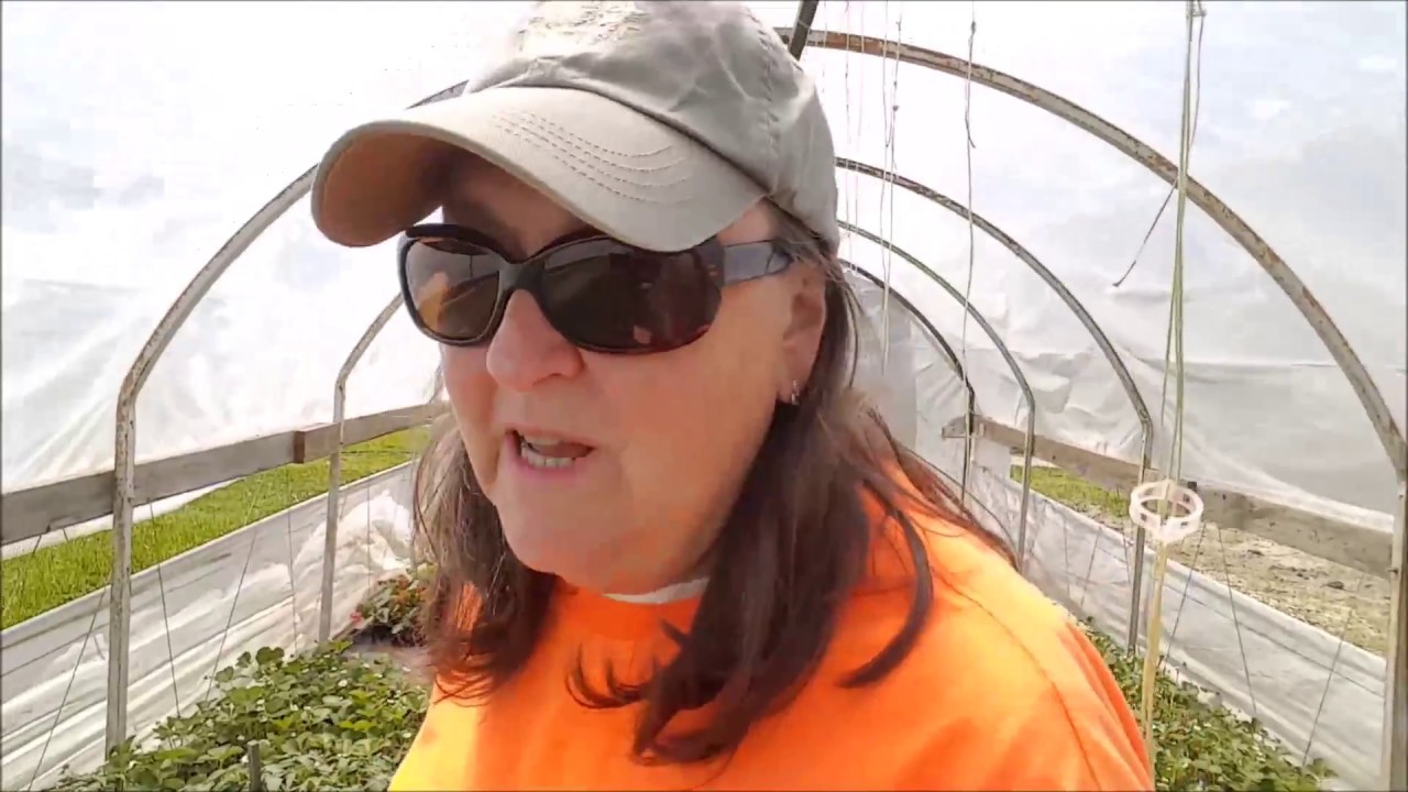 growing tomatoes in colorado Planting Tomatoes in the High Tunnel