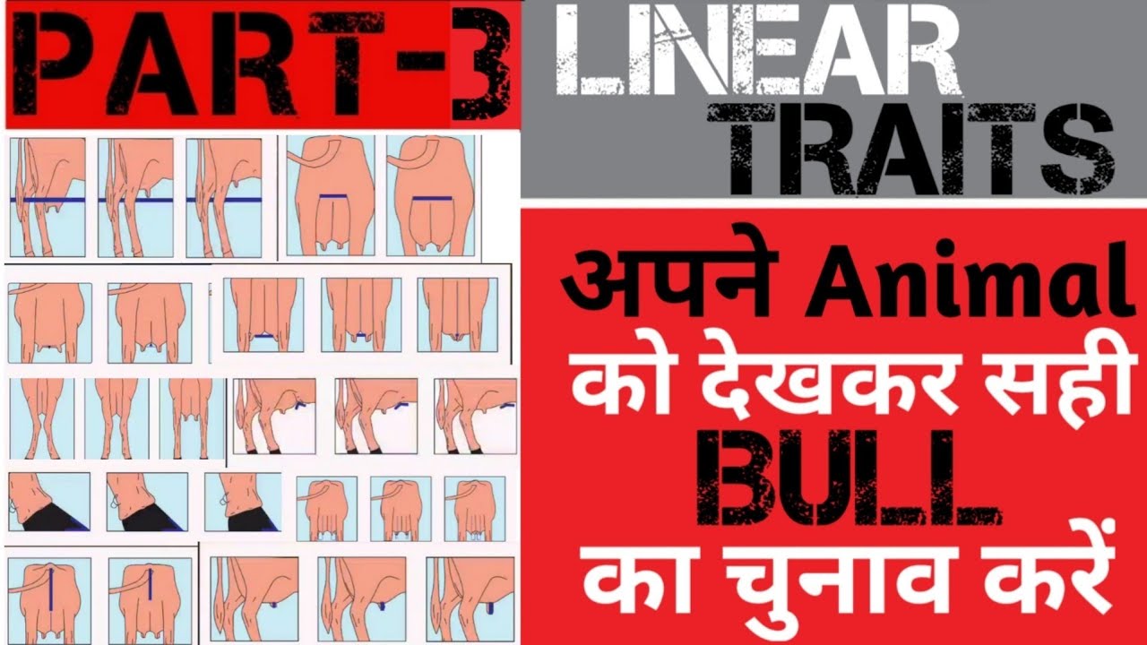 Semen/Bull selection : LINEAR TRAITS dekh kar farm k liye Sahi BULL select kre | Part-3