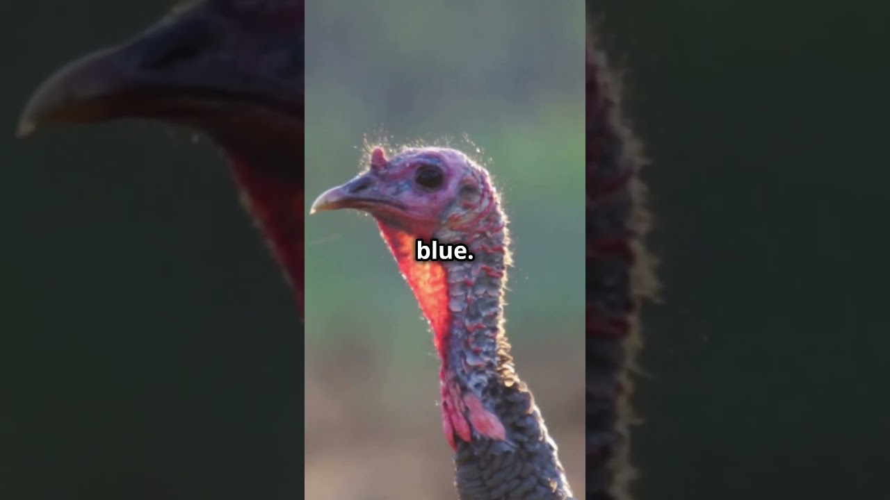 Индюки меняют цвет? Вы не поверите, почему!