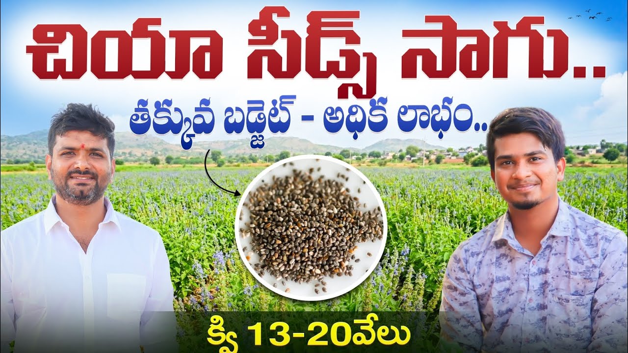 Chia Seeds Farming In Telugu | చియా సీడ్స్ సాగుతో రైతుకు లాభం | Chia Seeds Crop | Shiva Agri Clinic
