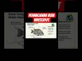 Penanganan Ikan Hias Sakit Whitespot