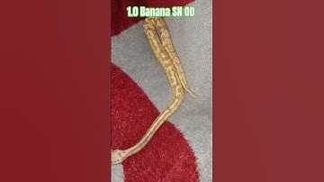 1.0 Banana SN OD #banana #spot #nose #orange #dream #ballpythons #python #snake #shorts #shortvideo
