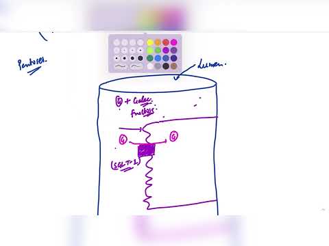 Digestion & Absorption of Carbohydrates (Part-II)