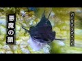 バトラクスキャットが自分と同サイズの金魚を丸飲みする瞬間が衝撃的