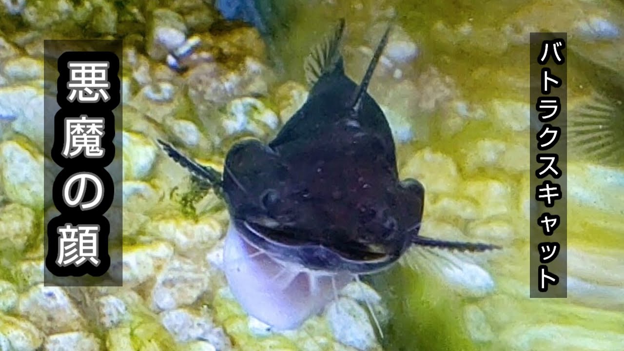 The moment a Batrachus cat swallows a goldfish the same size as 