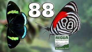 Beautiful Butterfly: 88 Butterfly / Cramer's eighty-eight (Diaethria clymena) Bug Highlight