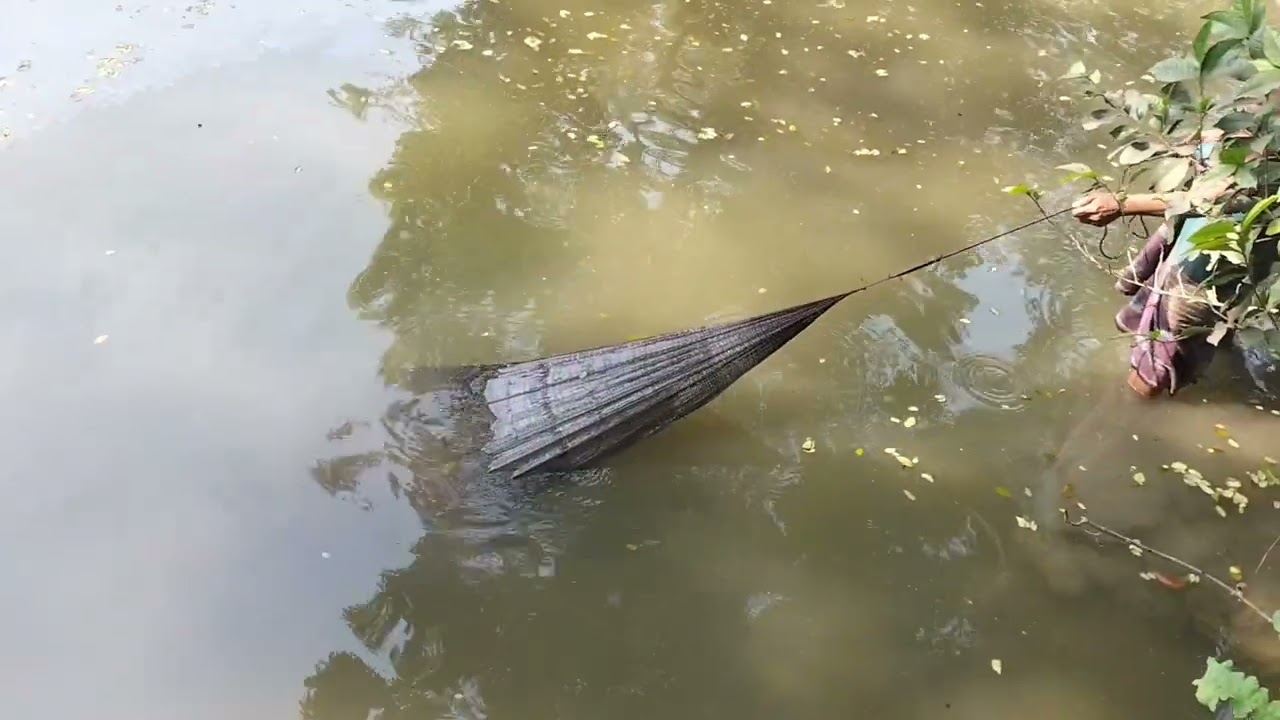 পুকুর থেকে মাছ ধরলাম || mj Village vlogs 