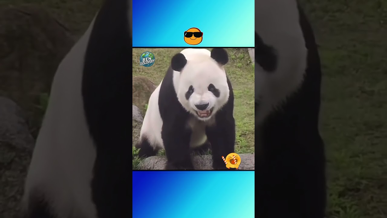 Panda's mischief makes everyone laugh 🥰 