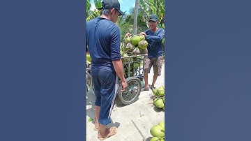 Quốc dừa hái dừa xiêm xanh rất đẹp