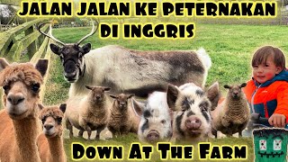 SUASANA PETERNAKAN DI INGGRIS | Down At The Farm #peternakandiluarnegeri