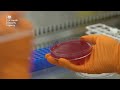 How to open NCTC strains supplied in glass ampoules