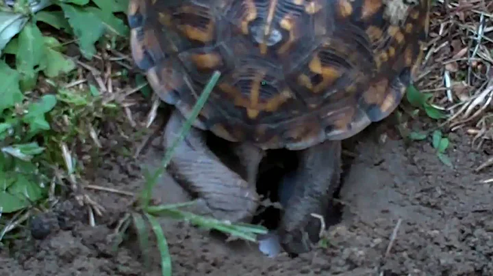 eastern box turtle nesting