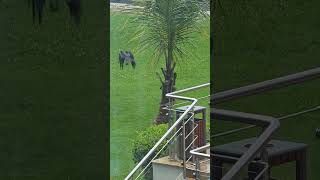 I Didn't Expect This in Nairobi! Rare African Crow Sighting Wait for it #pov #shorts #birds #animals