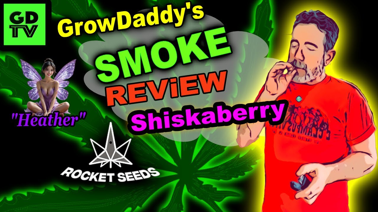 Обзор GDTV Smoke: «Heather» — Shiskaberry от Rocket Seeds (10-й сезон)