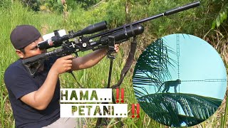 Edan...hama Makin Merajarelaberburu Monyet