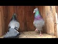 Most Beautifull pigeons