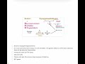 Easy way to remember bruton hypogammaglobulinemia