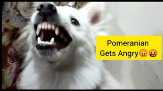 Annoying My Dog 😡🤬 Pomeranian Gets Angry | Indian spitz Dog #Dogangryreaction #reactionvideo 😏