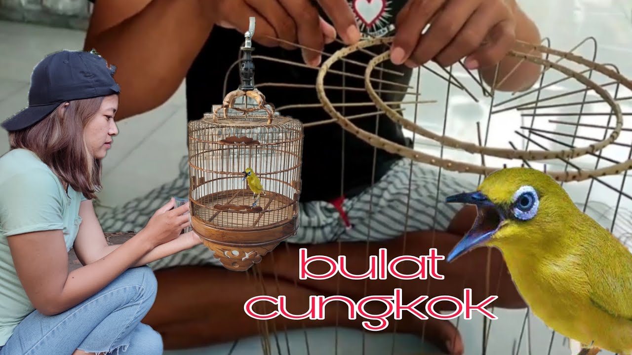 sangkar Bulat D-30 burung Pleci full kayu Jati