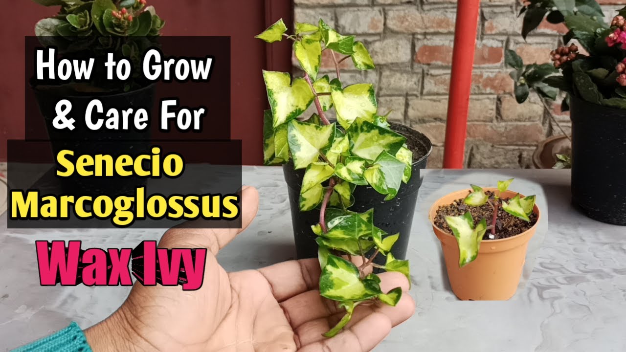Senecio Wax Ivy Plants Learn About Variegated Wax Ivy How to Grow