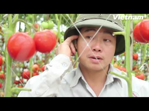 Video Ứng dụng nông nghiệp công nghệ cao: Thoát nỗi lo 