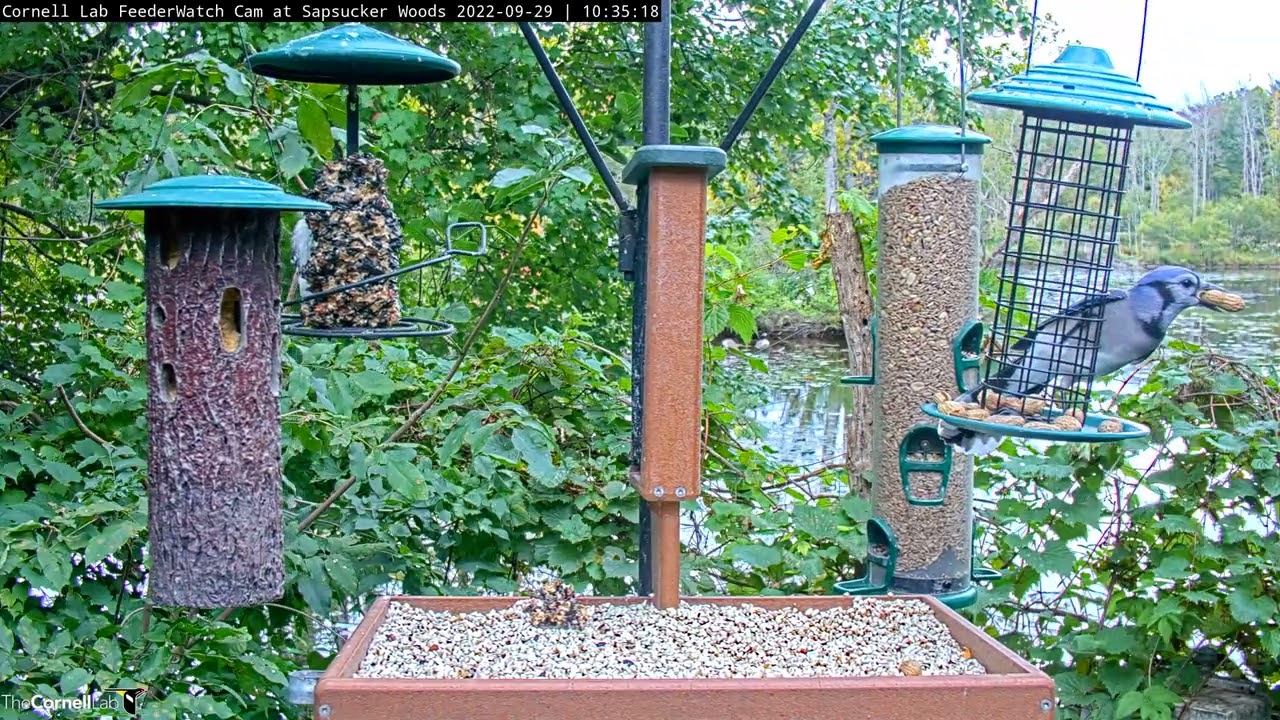 blue-jays-empty-out-peanut-feeder-at-cornell-feederwatch-cam-sept-29