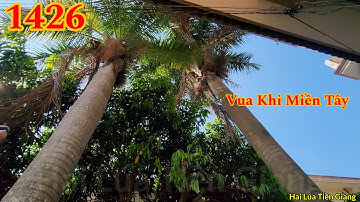 Vua Khỉ cưa hạ gốc cây Cau vua lớn nằm ở giữa 2 ngôi nhà Cutting king areca tree