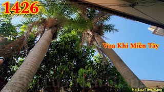 Vua Khỉ cưa hạ gốc cây Cau vua lớn nằm ở giữa 2 ngôi nhà Cutting king areca tree by Hai Lúa Tiền Giang 5,185 views 2 weeks ago 33 minutes