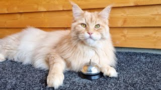 When a Cat Rings a BELL  His Human Must Serve!