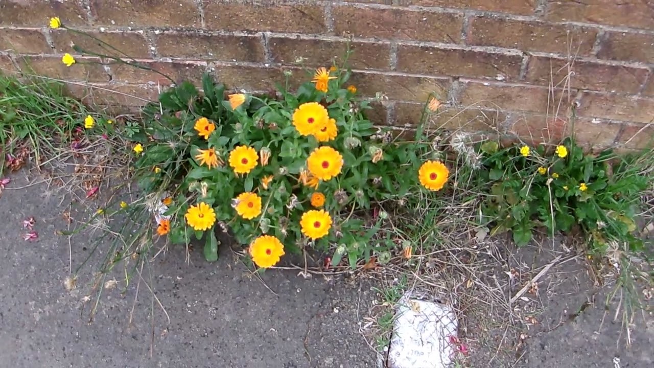 101 1411 Banbury in 2025 1